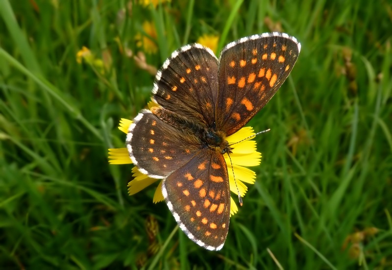 Un Gioiellino ...raro!! - Melitaea diamina (Lang, 1789)